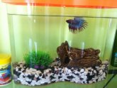 Crowntail Male Betta Care