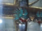 Crowntail male Betta fish care