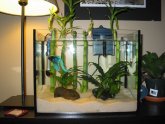 Cute Betta fish Tanks