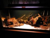 Dark water Aquarium