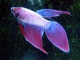 Different types of Betta fish Tails