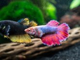 Different types of Bettas