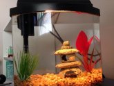 Does a Betta fish need light