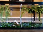 Double Betta tank