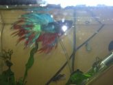 Double Crowntail Betta