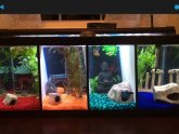 Dual Betta fish Tanks