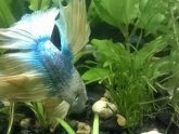 Everything to know about Betta fish