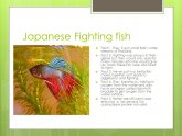 Facts about fighting fish