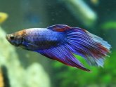 Facts on Betta fish