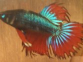 Female and male Betta