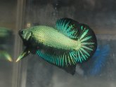 Female Betta fish behavior