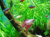 Female Betta fish together