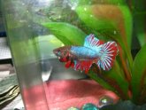 Female Betta Flaring