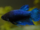 Female Betta splendens