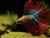 Female Crowntail Betta fish Care