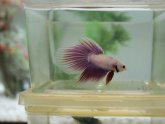 Female halfmoon Betta fish