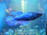 Female Siamese fighting fish