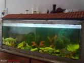 Fighter fish breeding tank