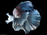 Fighter fish images