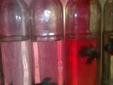 Fighting fish breeding tank