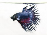 Fighting fish care Sheet