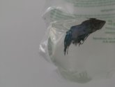 Fighting fish dying