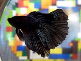 Funny fighting fish names