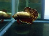 Giant Bettas