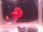 Half Moon Betta breeding