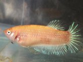 Half Moon Betta female