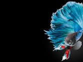 Half Moon Betta fish Facts