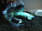 Half Moon double tail Betta