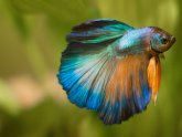 Halfmoon Betta