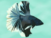 Halfmoon Betta fish