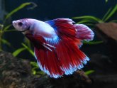 Halfmoon double tail Betta fish