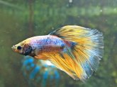 Healthy Betta fish