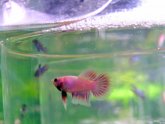 How to breeding Siamese fighting fish?