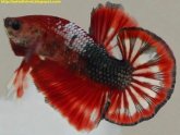 How to care Betta fish?