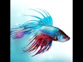 How to change Betta fish water?