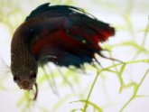 How to feed your Betta fish?