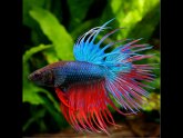 How to keep a Betta fish healthy?