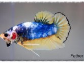 How to Mate a Betta fish?