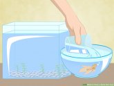How to prepare water for Betta fish?