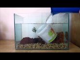 How to set up a Betta fish tank?