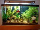 Ideal Betta fish tank