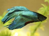 Images of Betta fish