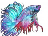 Japanese Betta fish names