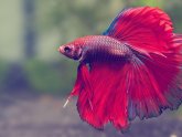 Japanese fighting fish care