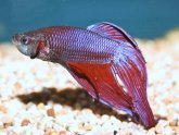 Japanese fighting fish lifespan