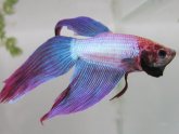 Keeping Siamese fighting fish